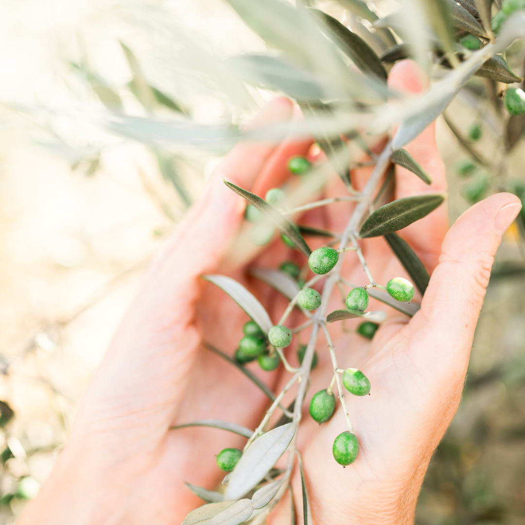Meet Oleacanthal, a powerful polyphenol