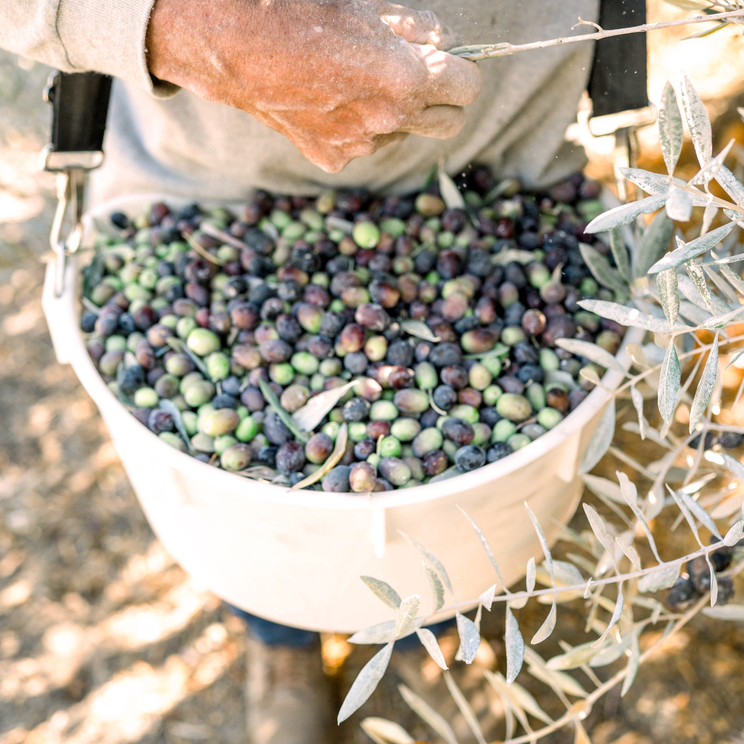 Chateau de Luz Olio Nuovo 2023 Harvest - California olio nuevo 2023