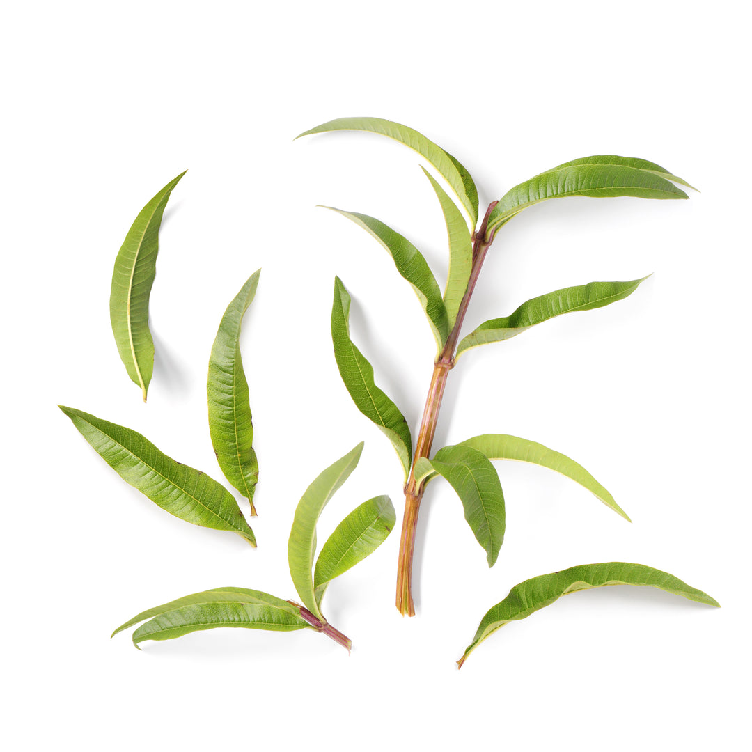 Lemon Verbena Hydrosol ~ Combination skin