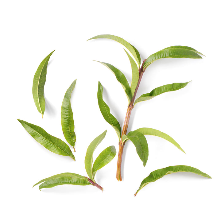Lemon Verbena Hydrosol ~ Combination skin