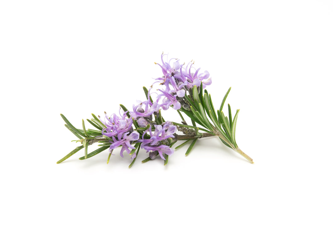 Rosemary Hydrosol ~ Combination Skin